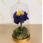 BCLB Mini Garden