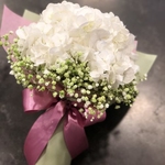 Graduation Hydrangea-Bloom