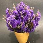 Purple Dreams