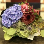 Hydrangea Omakase