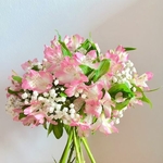 Pink Alstro