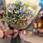 Tinted Hydrangea