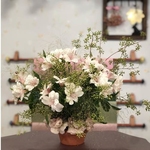 Alstro Dianthus Terra