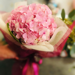 Sole Hydrangea