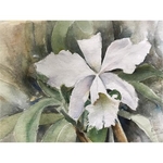 White Cattleya in Watercolor (Framed)