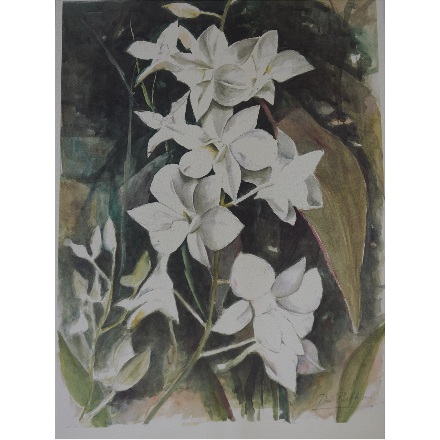 White Dendrobiums