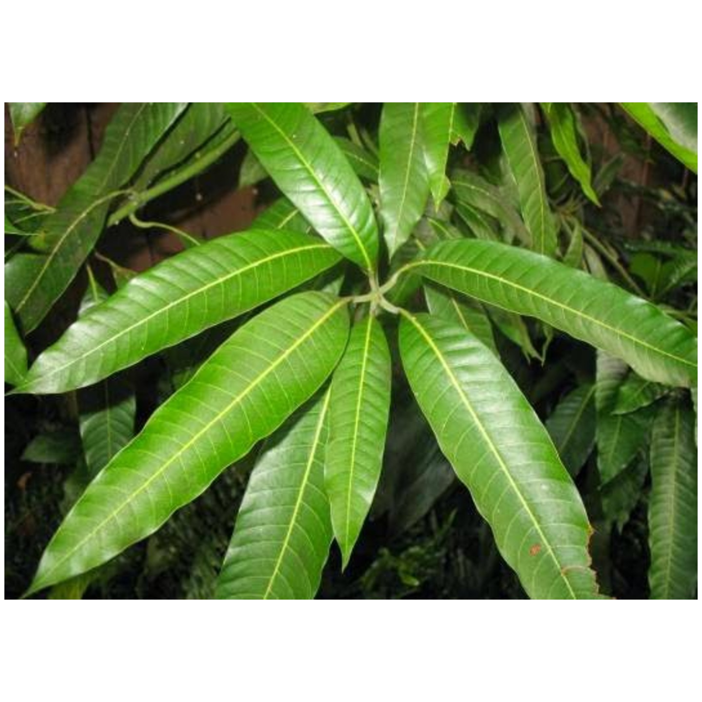 Dry Mango Tree Leaves(Aam Patta/Amrapali Patta)