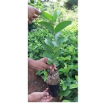 Taiwan pink Clone Plant 500 plants 45 rupees per plant