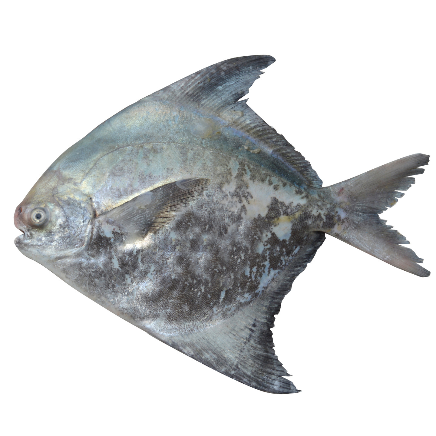 Khapri Pomfret  Paplet