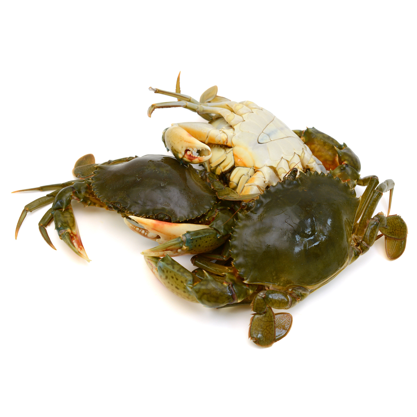 Mangrove  Mud Crab - Small 8 - 10 per Kg  मैंगरोव खेकडा  मड करैब - लहान 8 ते 10 परति किलो