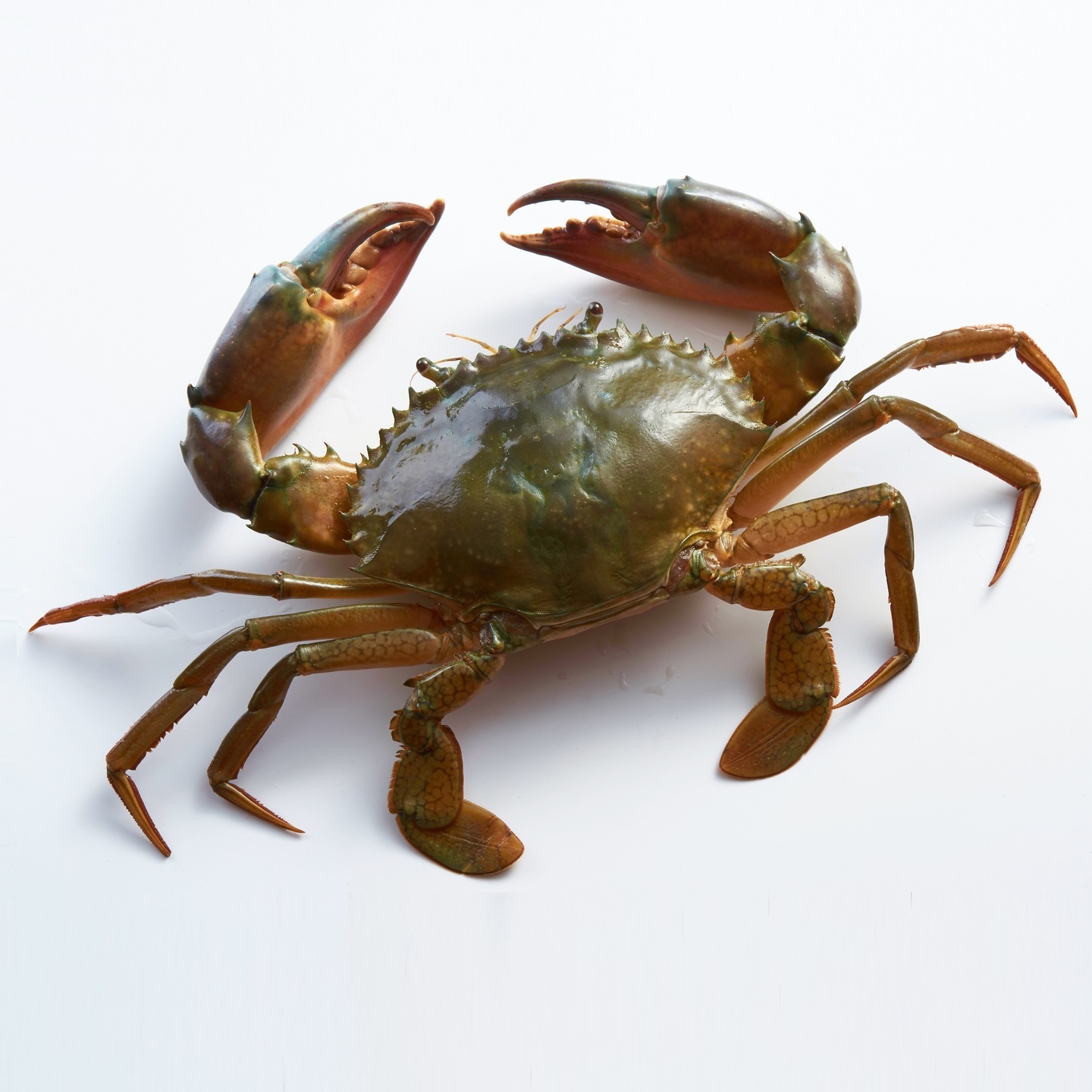 Mangrove  Mud Crab - Large 4 to 5 per Kg  मैंगरोव खेकडा  मड करैब - मोठे 4 ते 5  परति किलो
