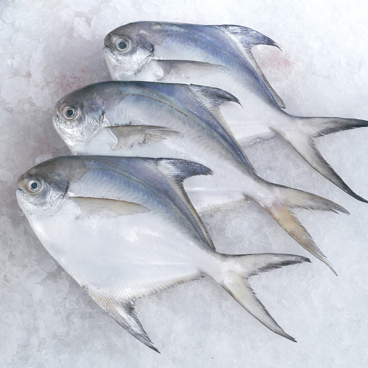 White Pomfret  Paplet