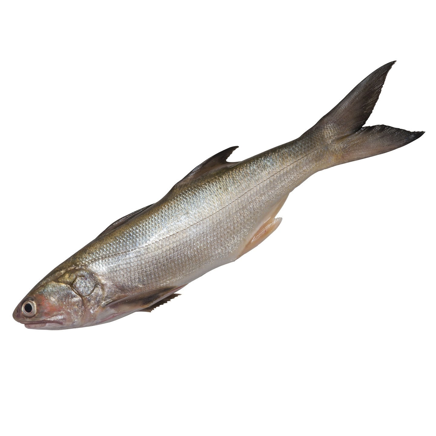 Indian Salmon  Rawas