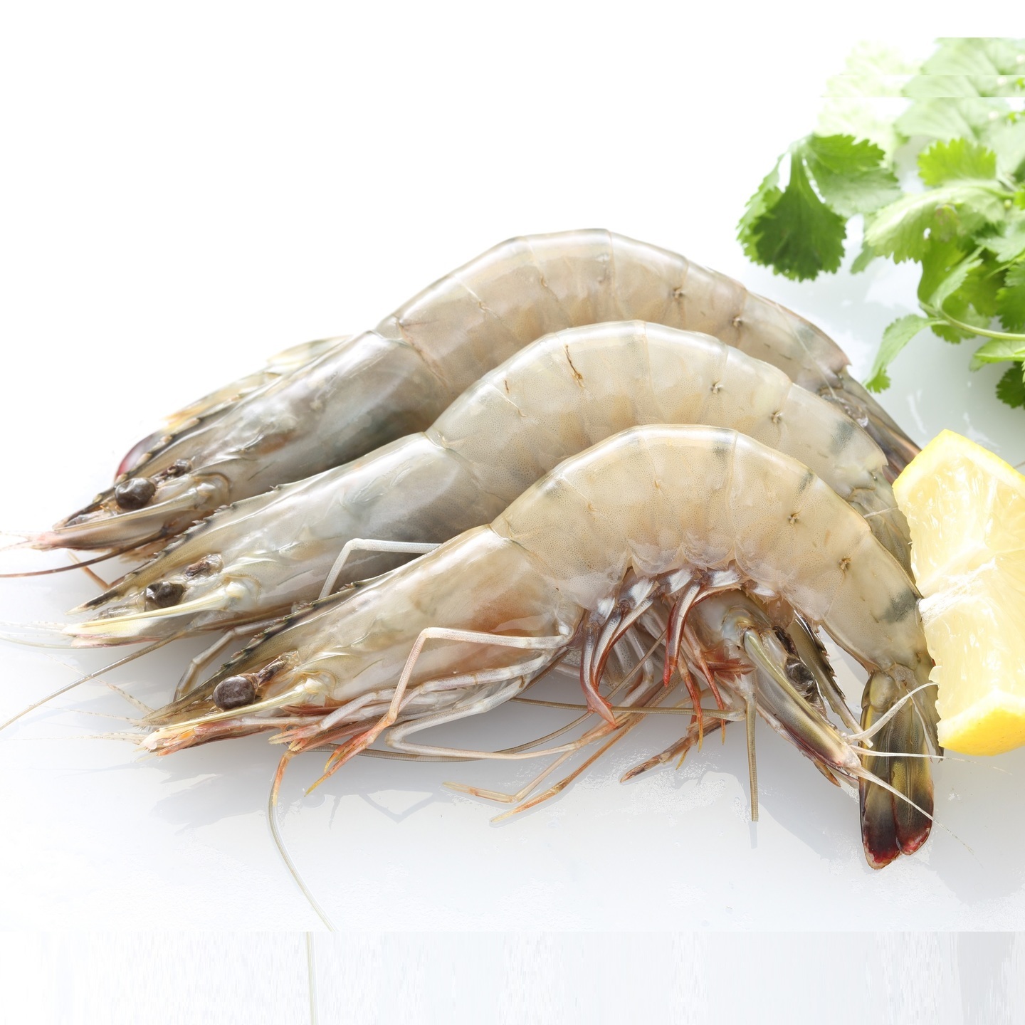 Seawater white Prawns  Kolambi  Jhinga  समुदराचया पाणयातील पांढरे कोळंबी  झिंगा