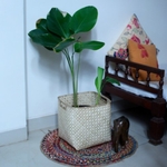 Planter - Bamboo