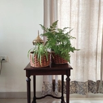 Planters & Baskets