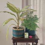 Planters & Baskets