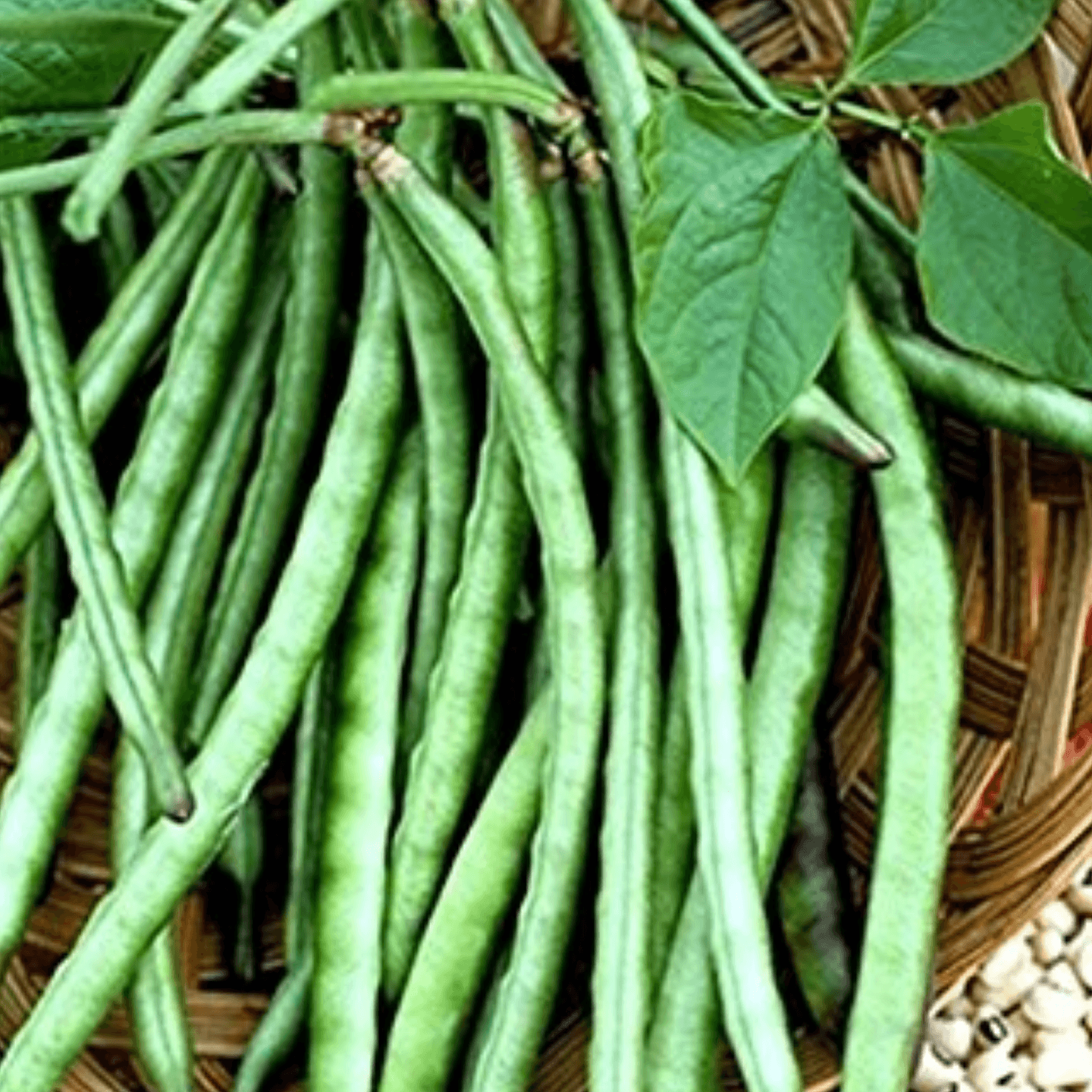 Cowpea Beans (Barbati)  500gm 