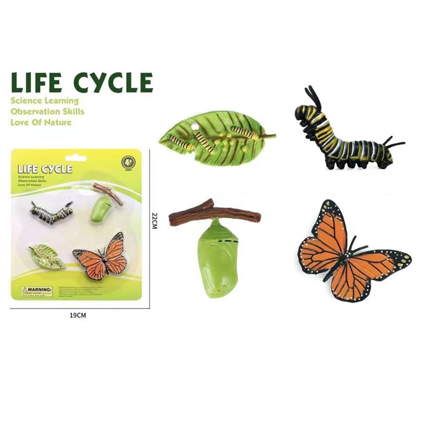 Teaching Resources Life Cycle of Butterfly Models