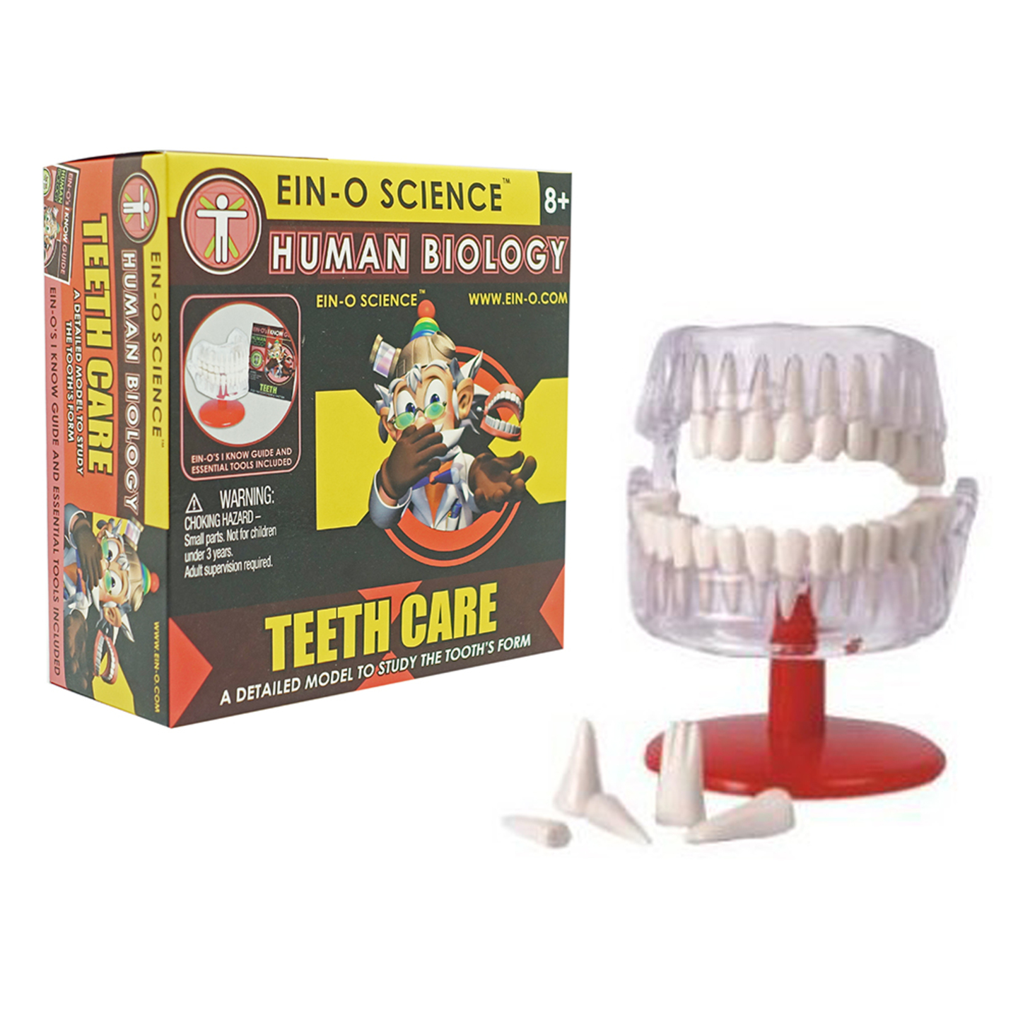 Science Human Body Teeth Model For Kids Learning Aid and Teaching Resource