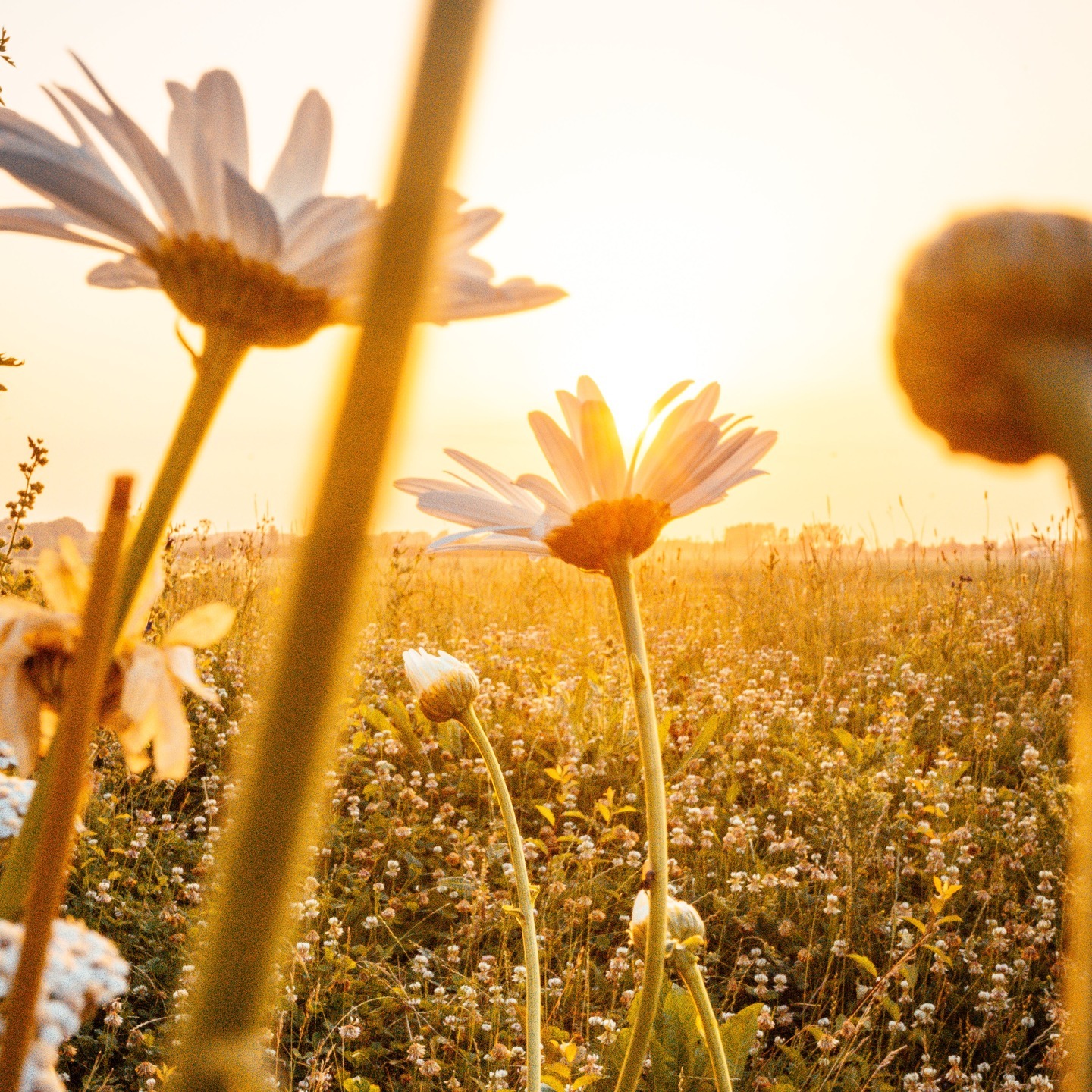 Wildflower Honey