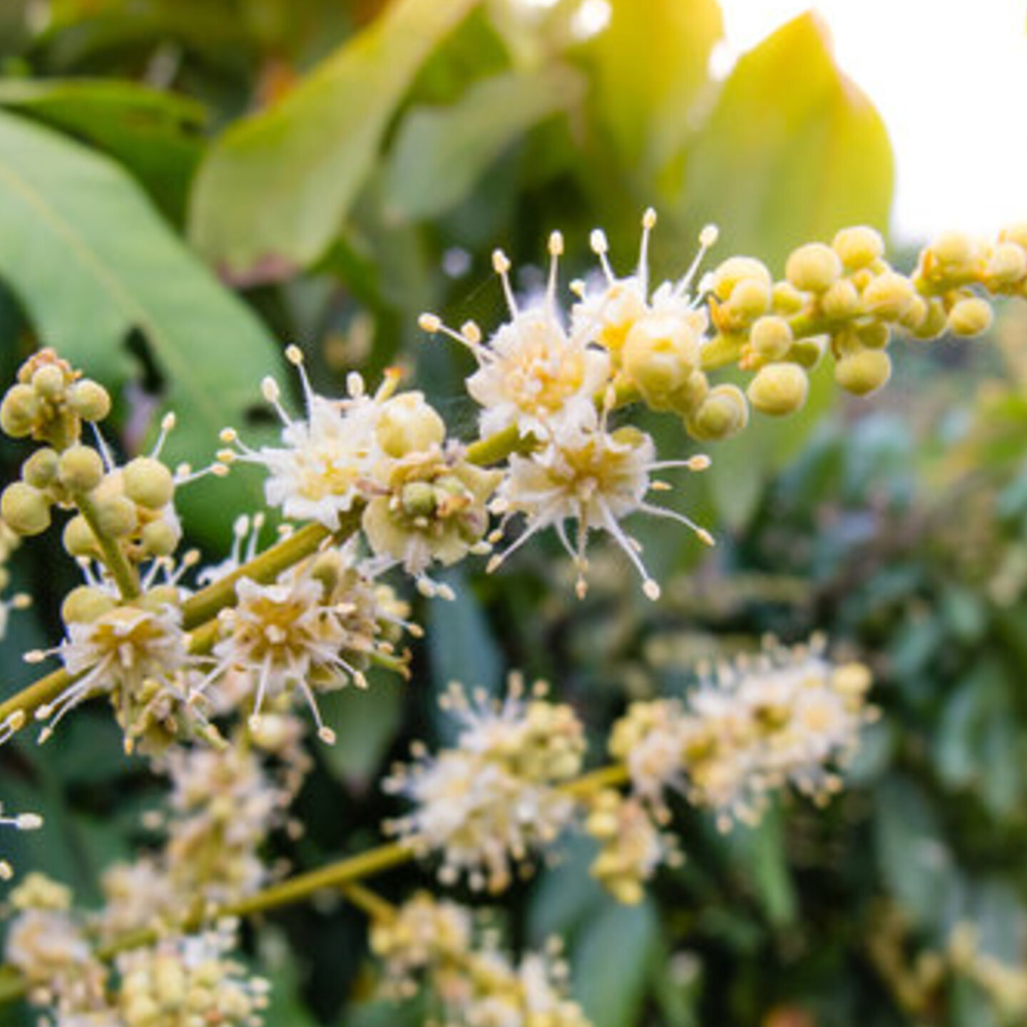 Longan Blossom Honey