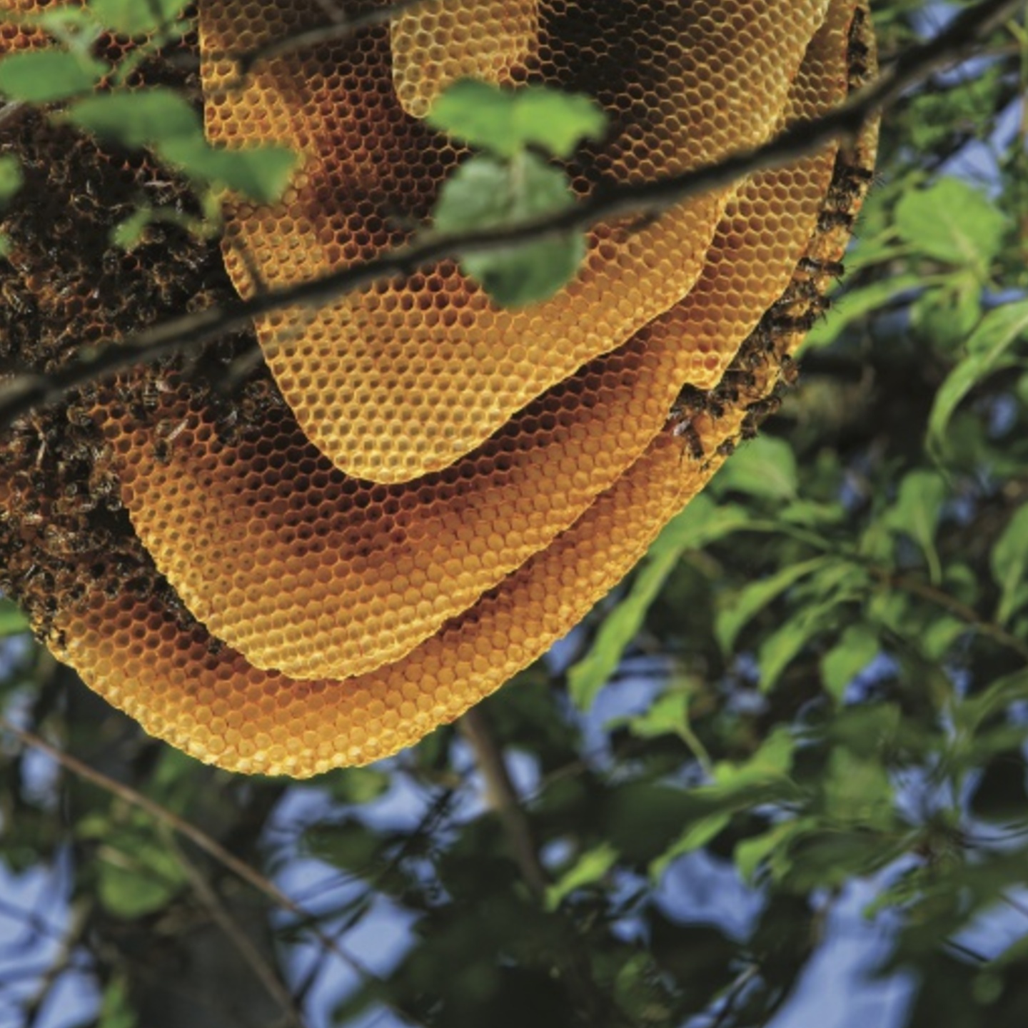 Rain Forest Honey