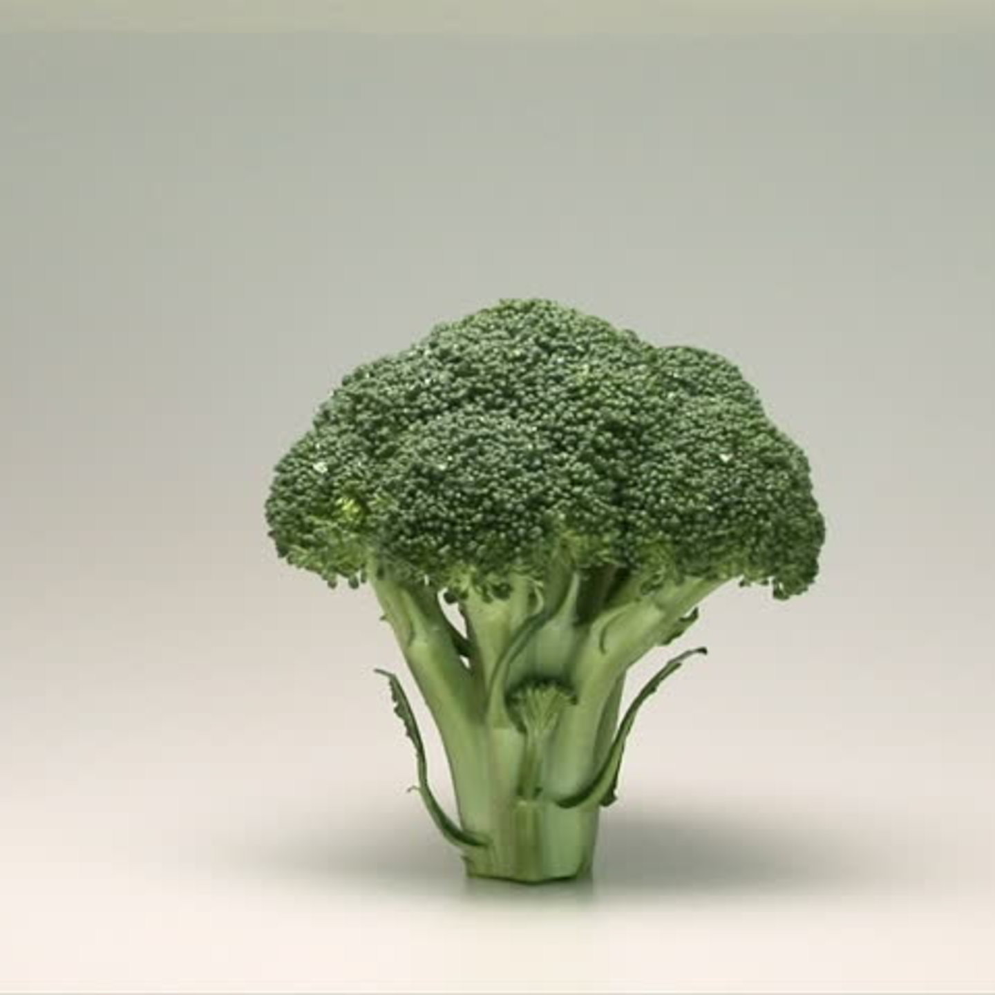 Broccoli