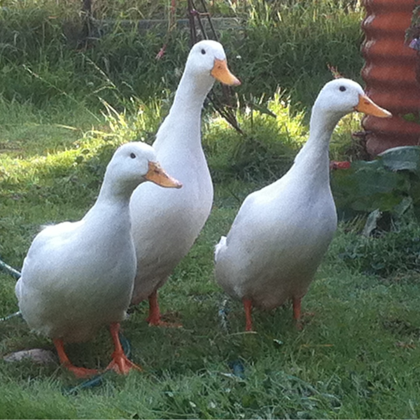 img-1538074899762