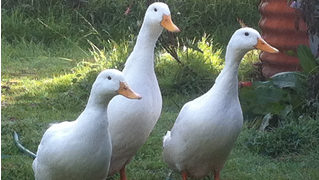 ducks.jpg