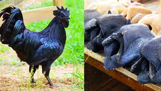 Kadaknath-Chicken-Breed.jpg