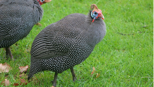 guinea_fowl4.jpg