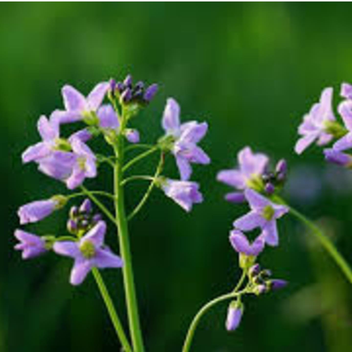 Vitex negundo, Nirgundi ,INDRANI ,NILPUSPA ,SHWET SURSA
