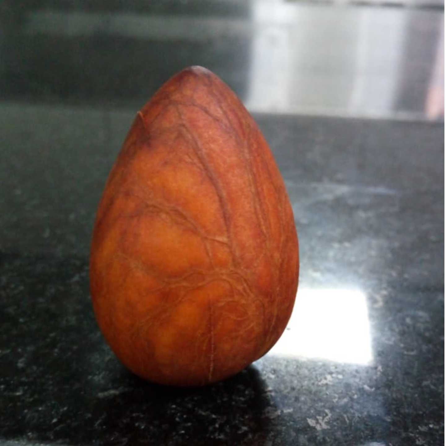 Avocado Exotic 1  Seed (Persea americana)   ONLY at Rs 69