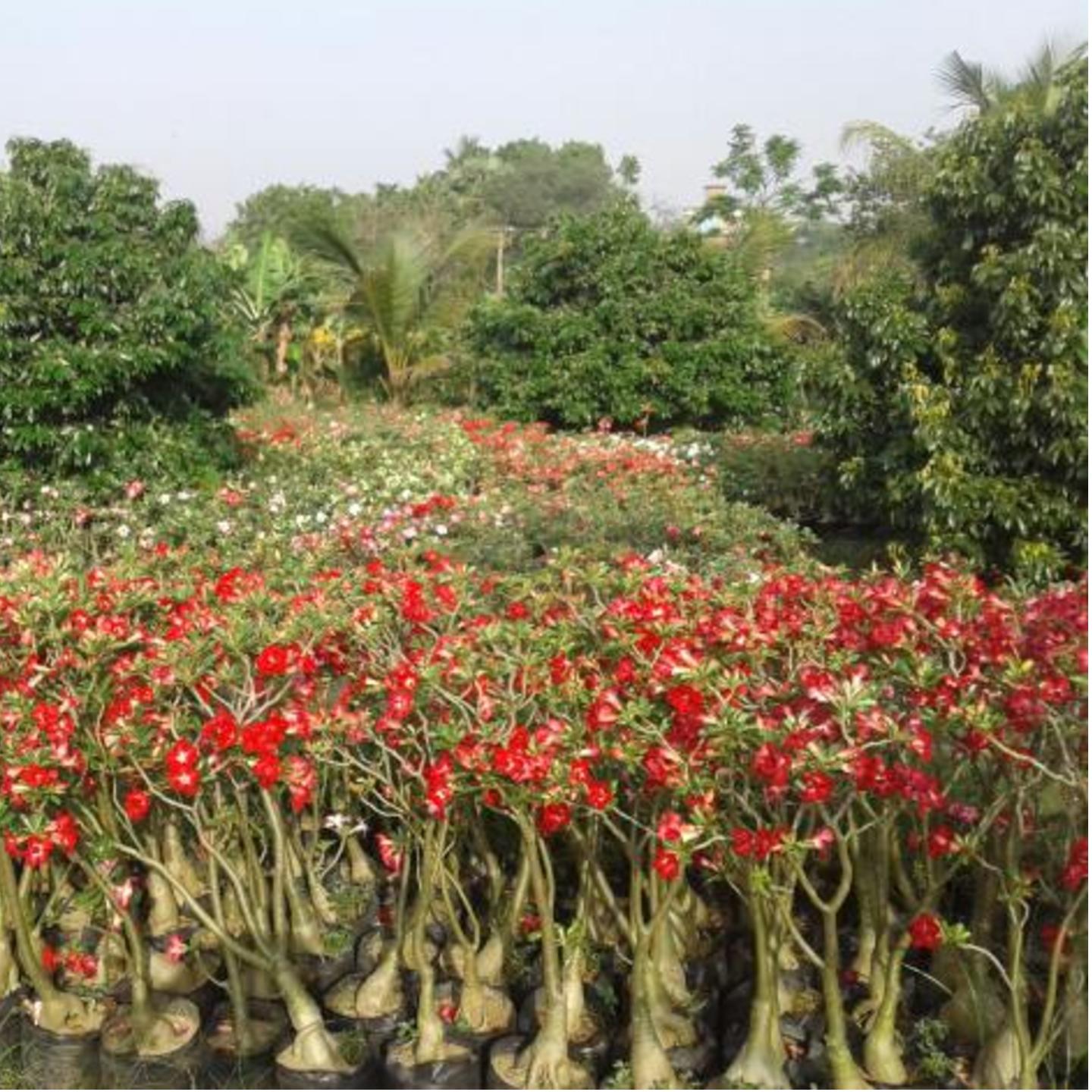  Set of 90 rosy adenium in 12 inch poly bag, height 30'' INCH 