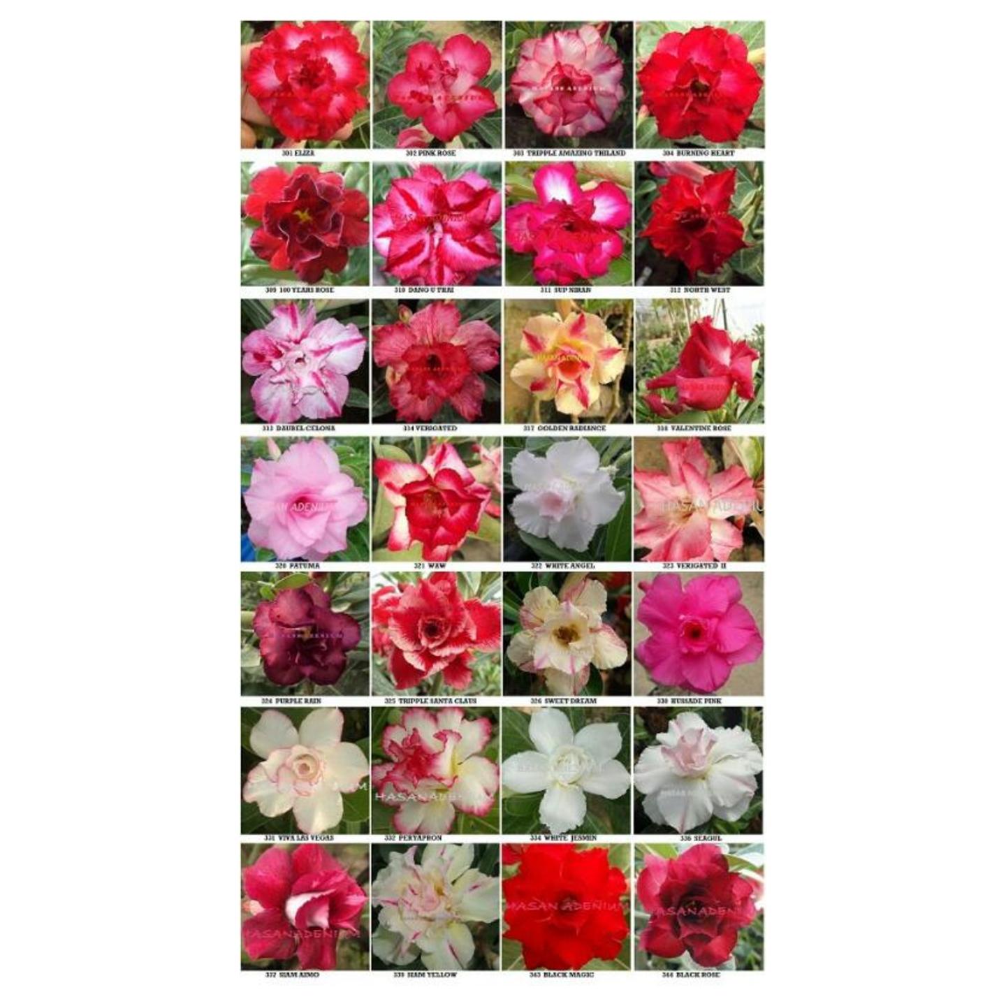 Desert Rose Adenium   grafted plants   (50  plants ) 