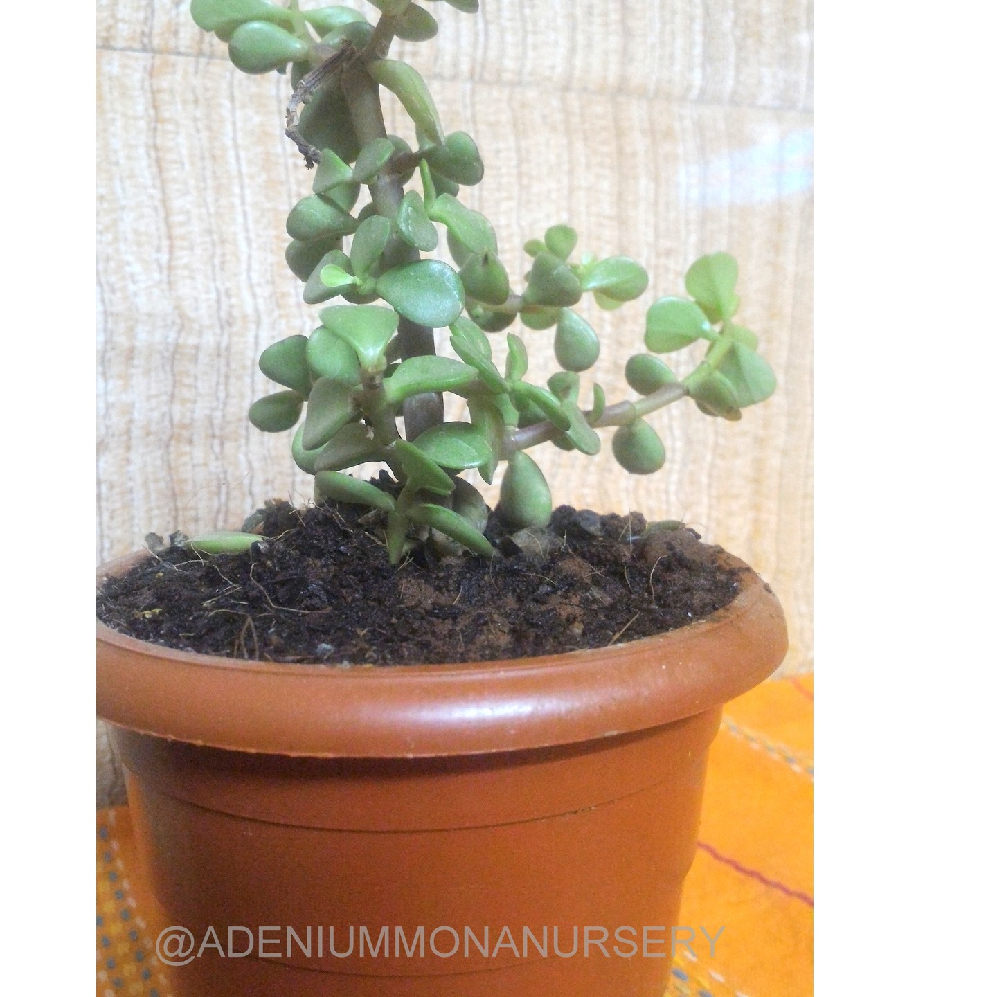 CRASSULA OVAT (  FENGSHUE ,LUCKY PLANT . FRIENDSHIP PLANT , MONEY PLANT ) 