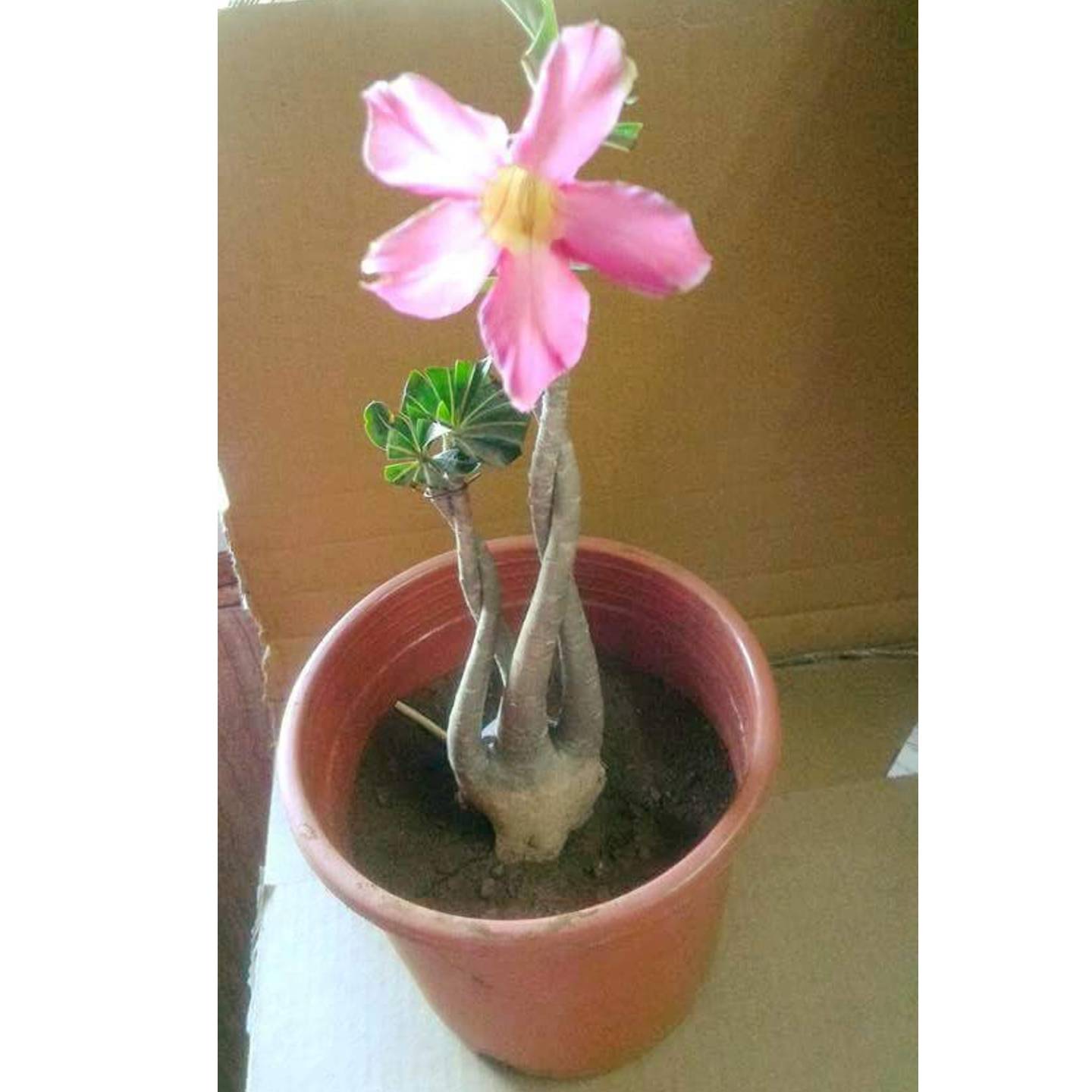 Adenium Obesum  I desert rose  I   light pink   flower 