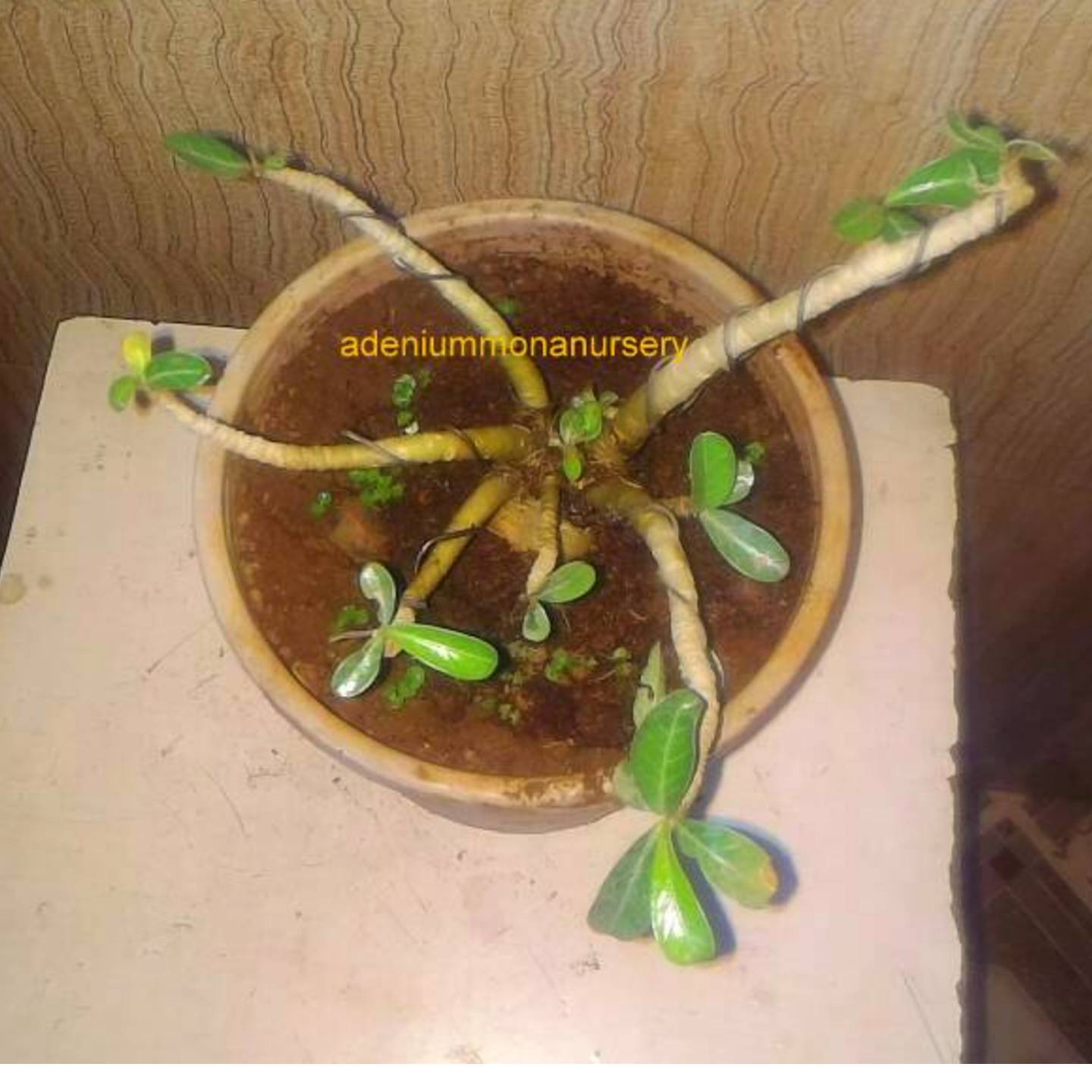 Adenium Bonsai Plant | Pink and White Desert Rose Plant