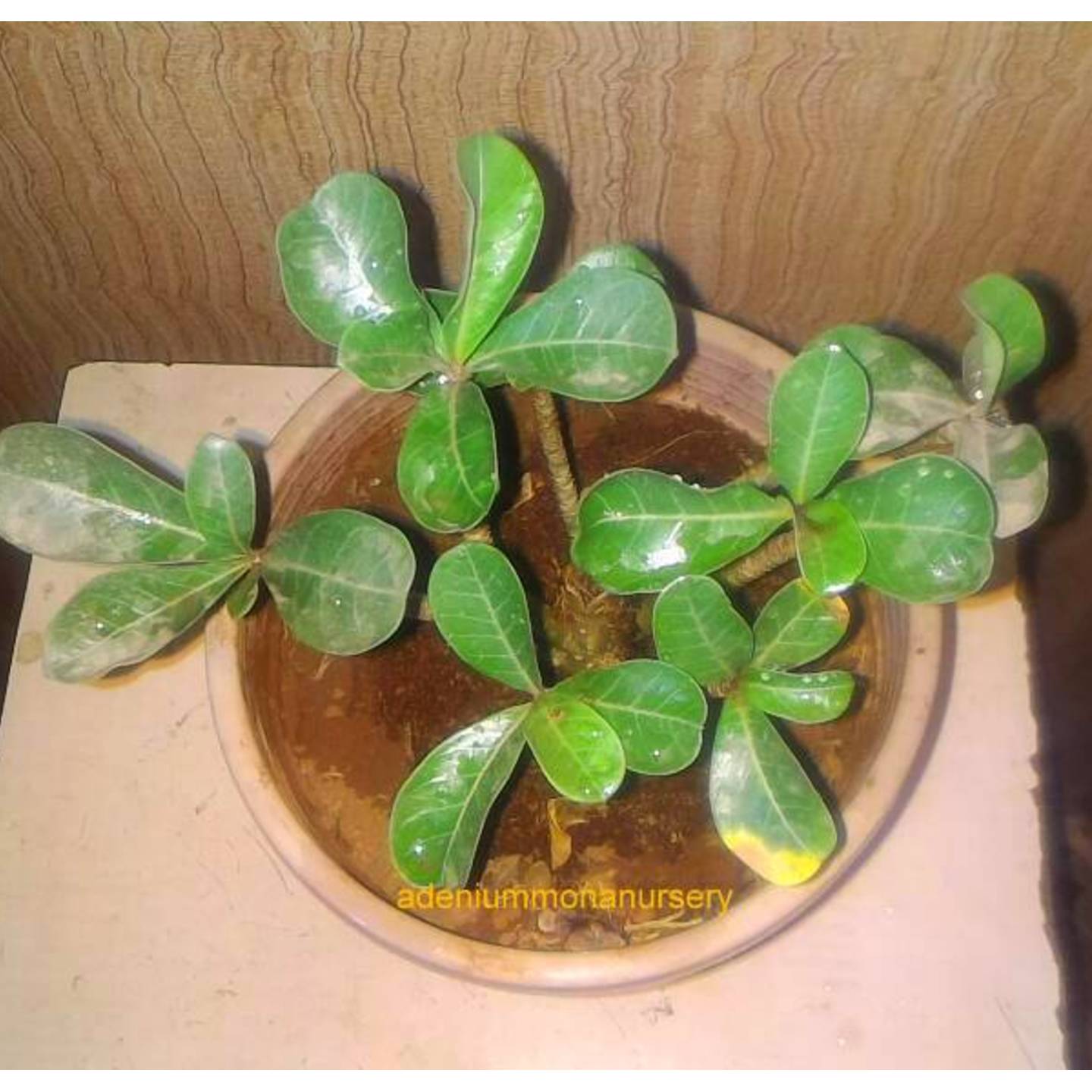 Adenium Obesum Desert Rose pink white ROSE Flower -1 Live Plant 