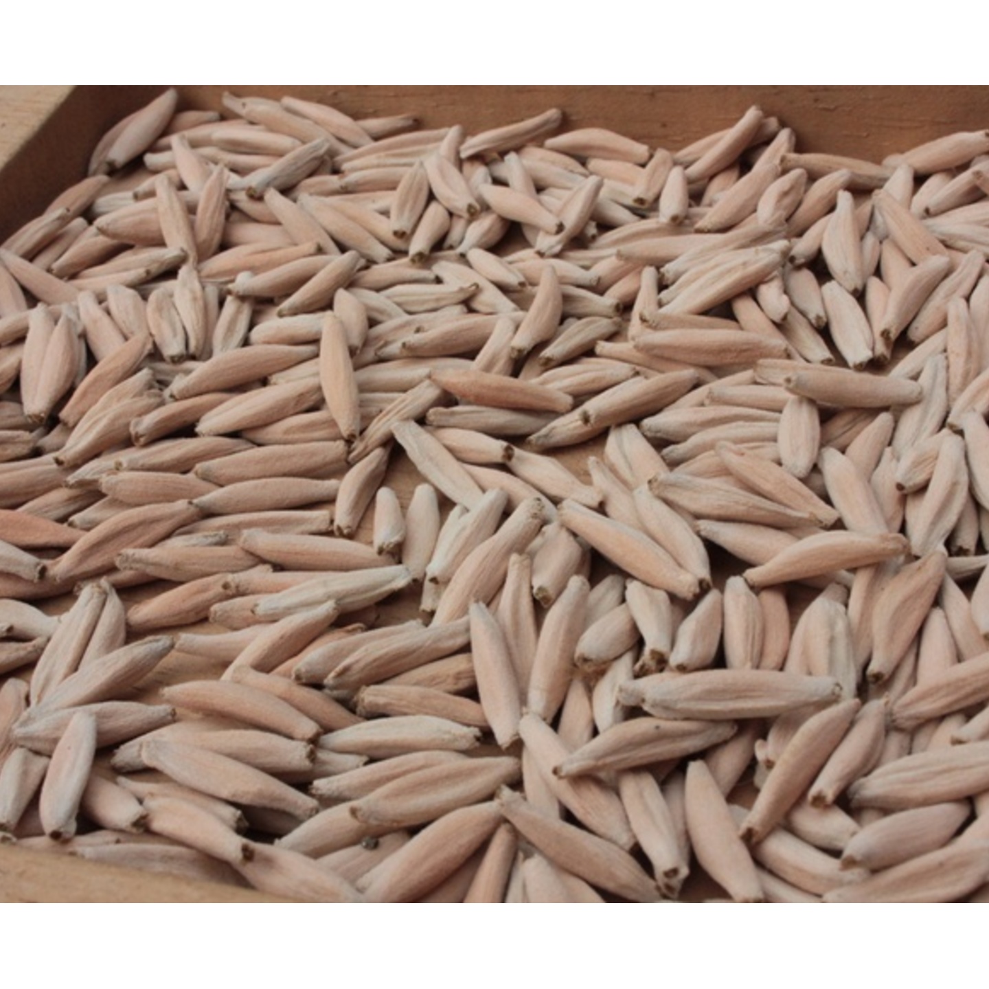 IMPORTED SEEDS  THAI SOCO  RCN, PBN  KHZ '  BANG KHIA 