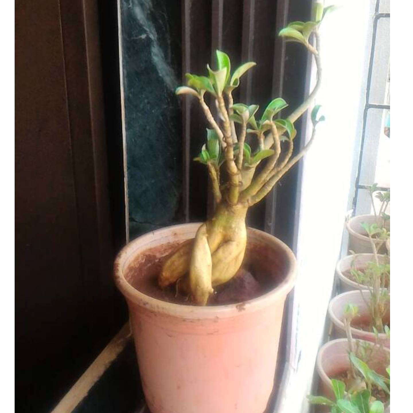 Adenium Obesum Desert Rose pink white ROSE Flower -1 Live Plant 