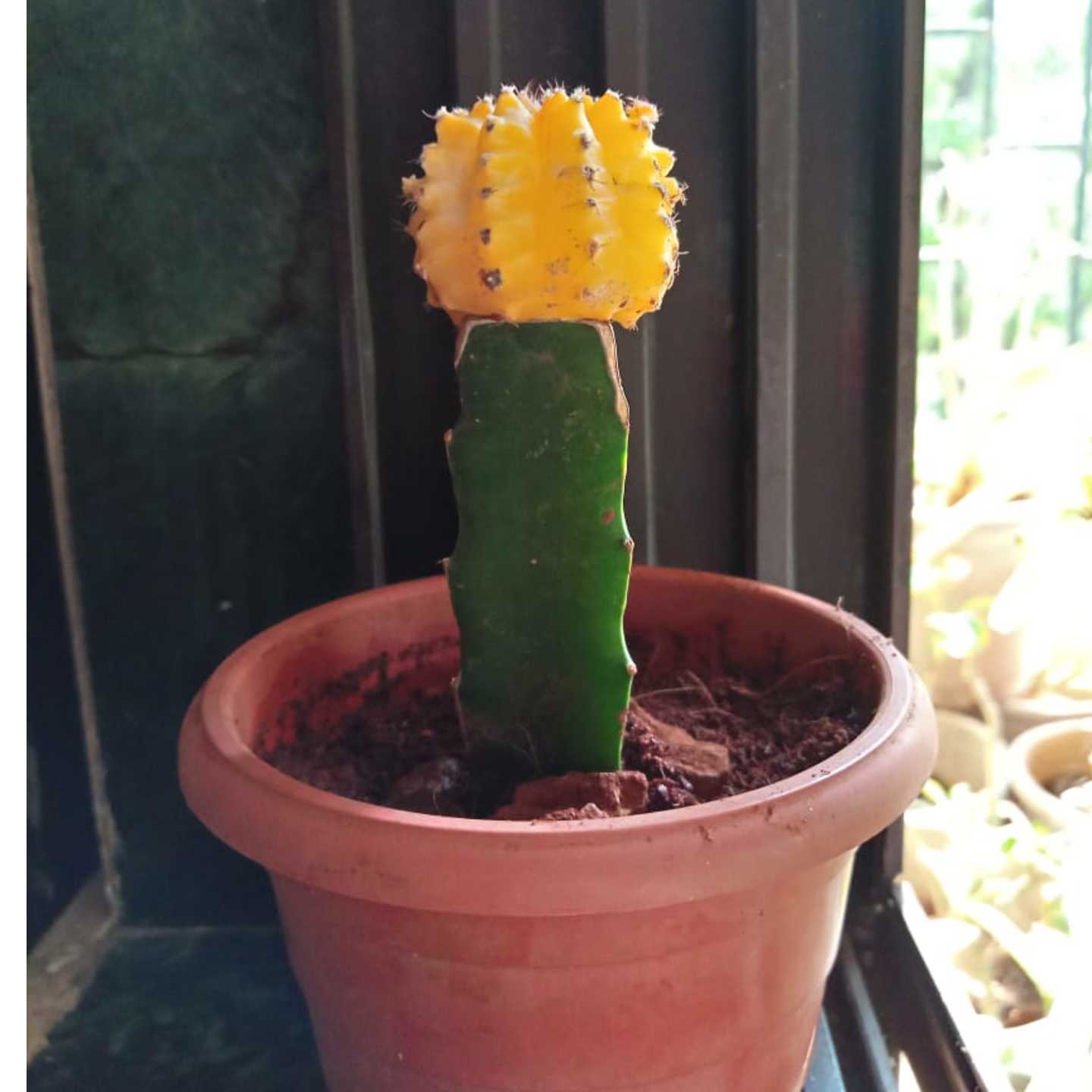  Moon Cactus Yellow Grafted Cactus, Neon Cacti, Hibotan Cactus Indoor Plant Yellow Live Plant Flowering Plant