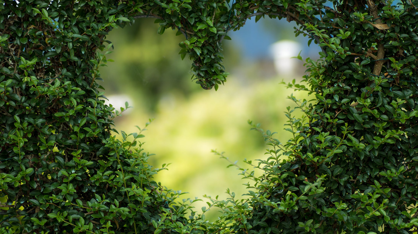 heart shape green bushes.jpeg
