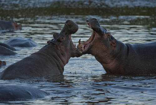 Sparring Hippos