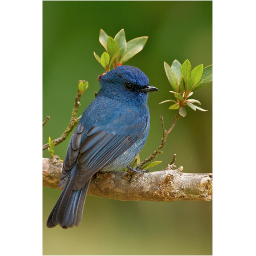 Sapphire of the Western Ghats