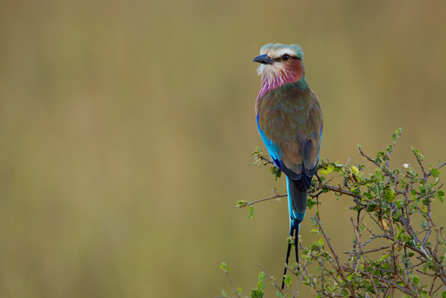 Lilac Breasted Roller