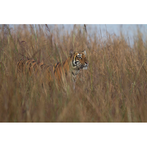 Amidst Grasslands