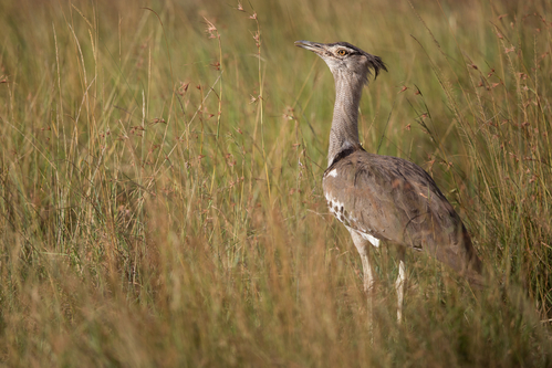 Houbara Bustard