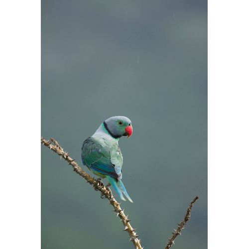 Blue Winged Beauty